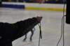 dsc_0237_small.jpg