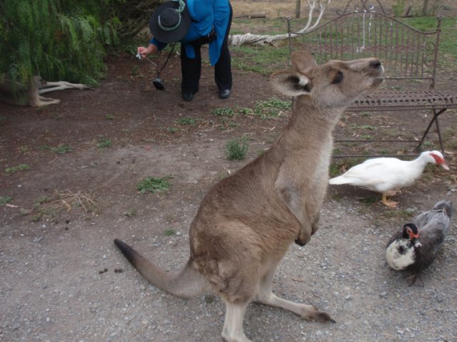 morekangarooinmelbourne.jpg
