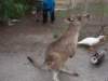 morekangarooinmelbourne_small.jpg
