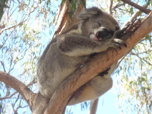 speedykoalainmelbourne.jpg
