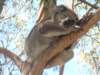 speedykoalainmelbourne_small.jpg