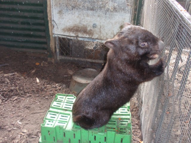 stuartthewombatfrommelbourne.jpg